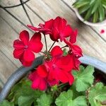 Pelargonium zonaleVirág