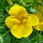 Erythranthe guttata Flower