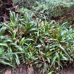 Luzula canariensis Hoja