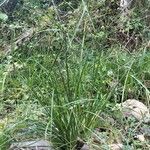 Cyperus luzulae موطن