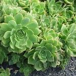 Aeonium lancerottenseLehti