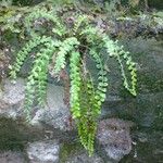 Asplenium trichomanes-ramosum অভ্যাস