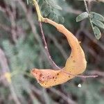 Prosopis koelziana Ffrwyth