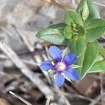 Lysimachia foemina Blomst