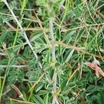 Indigofera spinosa عادت