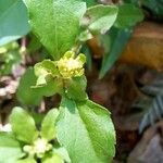 Acanthospermum australe Flower