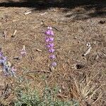 Lupinus argenteus Virág