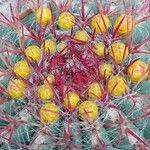 Ferocactus pilosus Kvet