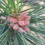 Pinus gerardiana Flor