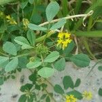 Trifolium patens Blad