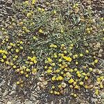 Erigeron lassenianus Hábito