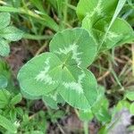 Trifolium pratense Folha