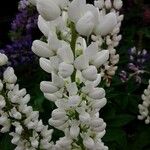Lupinus albus Floare