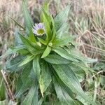 Erigeron speciosus পাতা