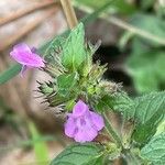 Clinopodium vulgare Hoja