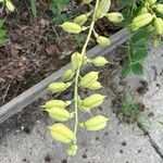 Baptisia australisFruit