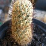 Mammillaria grahamii 葉