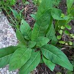 Oenothera biennis Leaf