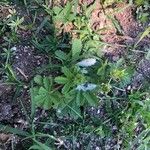 Potentilla pyrenaica Leaf