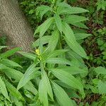 Senecio hercynicus Feuille