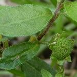 Eclipta prostrata Fruit