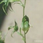 Achlydosa glandulosa 整株植物