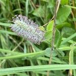 Phleum pratense 花