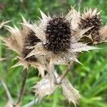 Eryngium giganteum Frucht