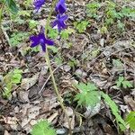 Delphinium tricorne Virág