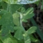 Phacelia hirsuta Leaf