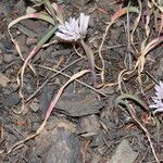 Allium crenulatum Květ