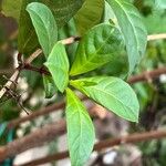 Fuchsia paniculata Blatt