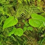 Idesia polycarpa Leaf