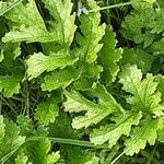 Senecio doria Leaf