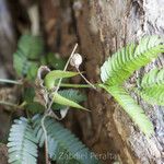 Acacia cornigera عادت