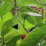 Psychotria punctata Liść