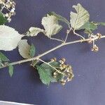 Rubus winteri Bloem