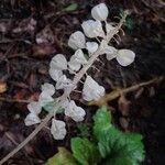 Muscari neglectum Plod