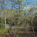Halesia diptera Habitat