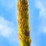 Stipa capillata Flower