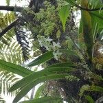 Angraecum striatum Habitus