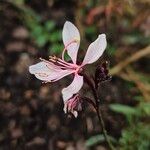 Gaura lindheimeri Blüte