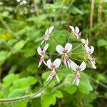 Pelargonium tomentosum Blomma