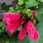 Salvia oxyphora Flower