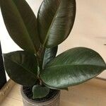 Ficus elastica Folha