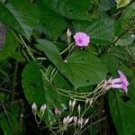 Ipomoea philomega Агульны выгляд