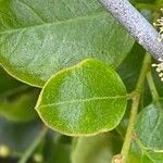Prunus ilicifolia ഇല