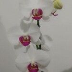 Phalaenopsis spp. Květ