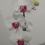 Phalaenopsis spp.Fiore