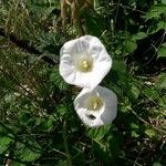 Calystegia sepiumЦвят